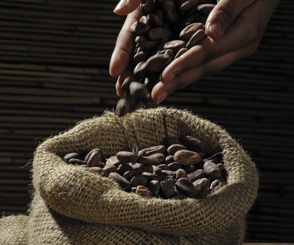 cocoa beans, hands, sack-499970.jpg